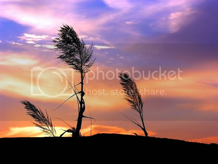 sun light photos