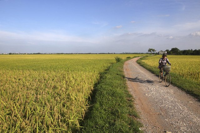 Đồng lúa chín vàng đẹp như tranh ở ngoại thành Hà Nội - Đài Phát ...