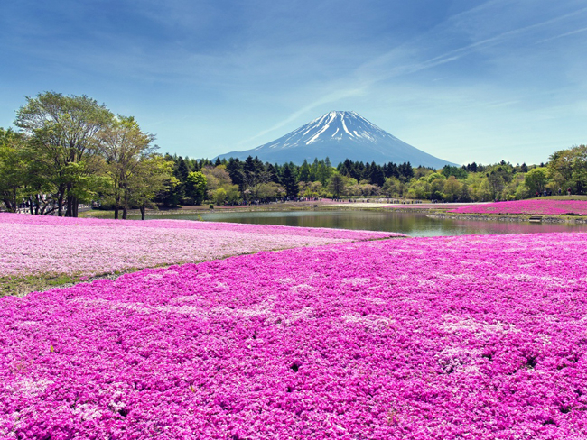 Khám phá Hình ảnh mùa xuân đẹp nhất thế giới Tuyệt đẹp và chân thật