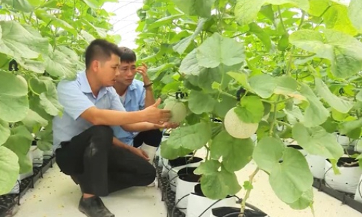 Quy hoạch sản xuất phát triển Nông nghiệp ứng dụng Công nghệ cao ở Hà Nam / Planning for the development of Hi-tech agriculture 
