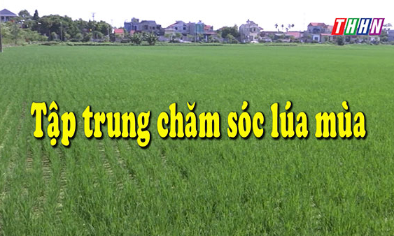 CM NTM: Tập trung chăm sóc lúa mùa