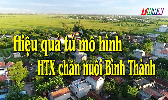 NTM: Hiệu quả từ mô hình HTX chăn nuôi Bình Thành