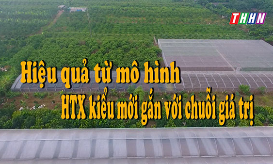 NTM: Hiệu quả từ mô hình HTX kiểu mới gắn với chuỗi giá trị