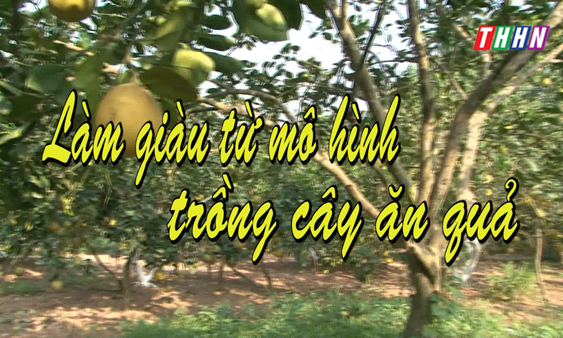 NTM: Làm giàu từ mô hình trồng cây ăn quả