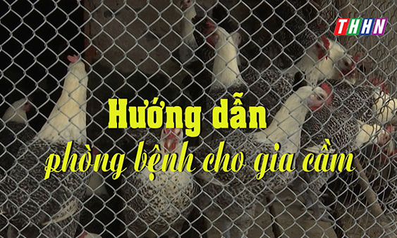 NTM: Hướng dẫn phòng bệnh cho gia cầm