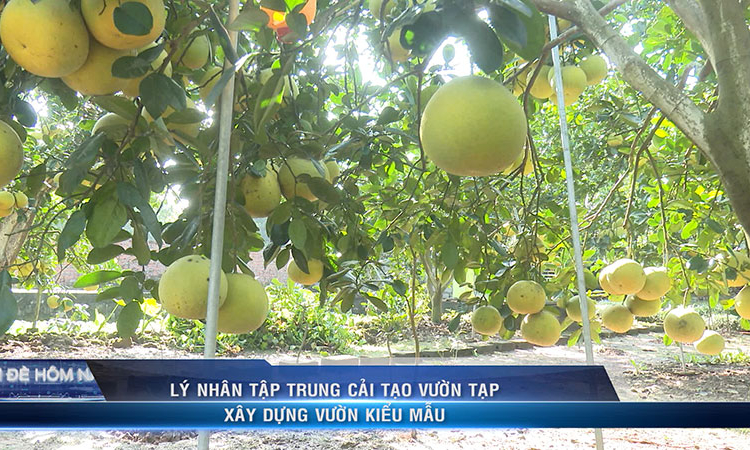 VĐHN: Lý Nhân tập trung cải tạo vườn tạp - Xây dựng vườn kiểu mẫu