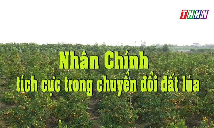 NTM: Nhân Chính tích cực trong chuyển đổi đất lúa