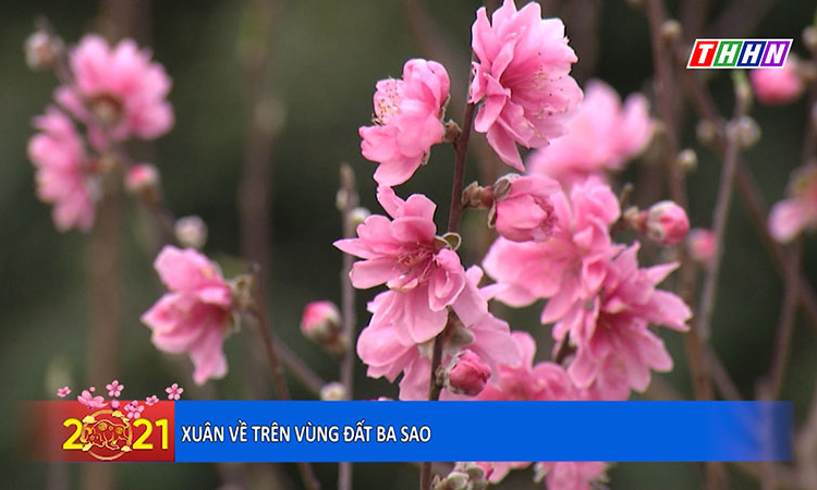 PS: Xuân về trên vùng đất Ba Sao