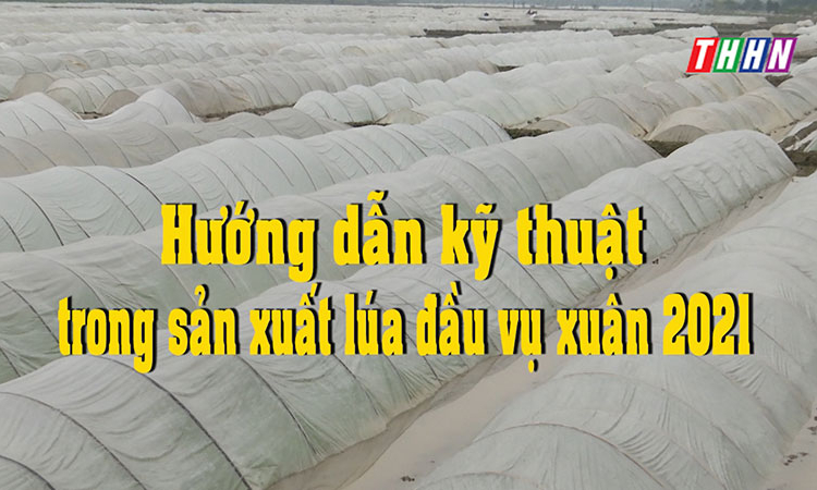 NTM: Hướng dẫn kỹ thuật trong sản xuất lúa đầu vụ xuân 2021