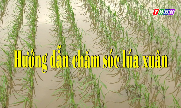 NTM: Hướng dẫn chăm sóc lúa xuân