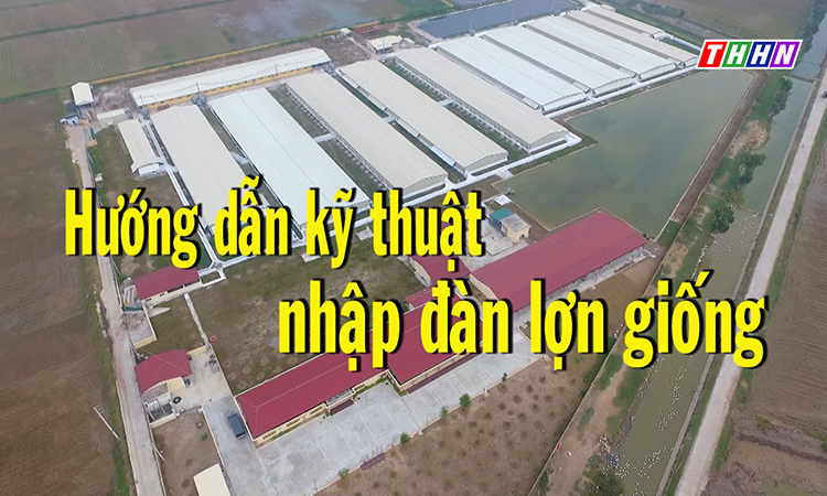 NTM: Hướng dẫn kỹ thuật nhập đàn lợn giống
