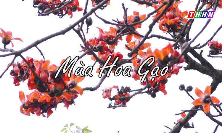 GNVH: Mùa hoa gạo