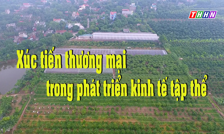 NTM: Xúc tiến thương mại trong phát triển kinh tế tập thể