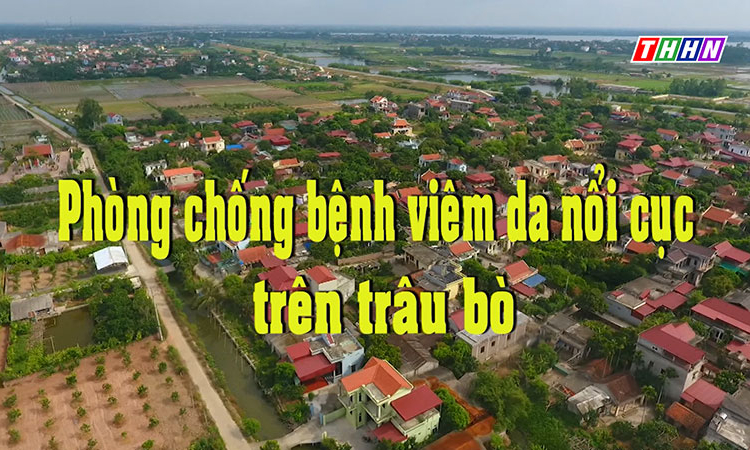 NTM: Phòng chống bệnh viêm da nổi cục trên bò