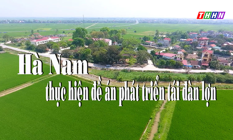 NTM: Hà Nam thực hiện đề án phát triển tái đàn lợn