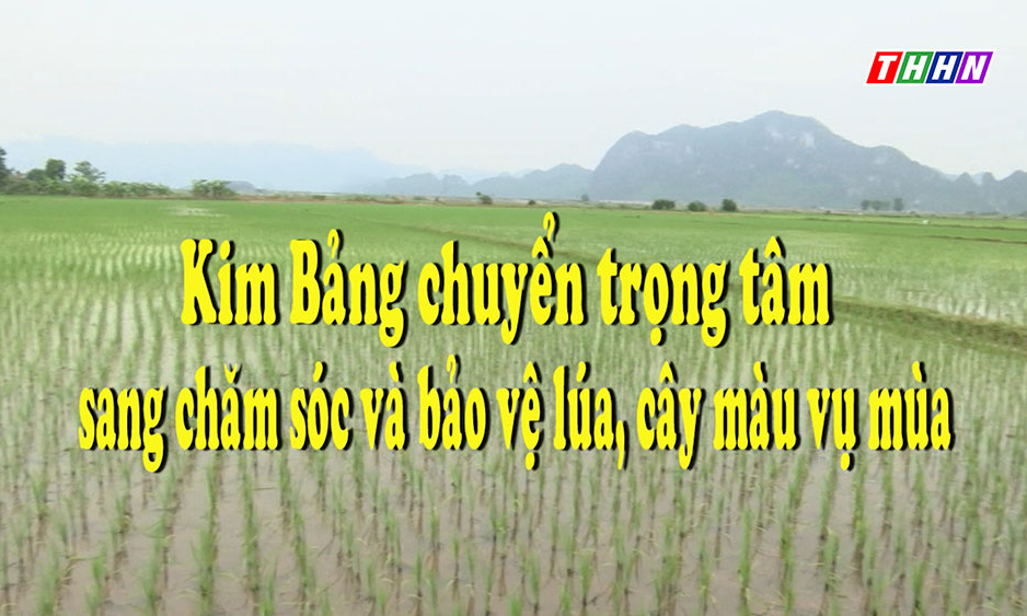 NTM: Kim Bảng chuyển trọng tâm sang chăm sóc và bảo vệ lúa, cây màu vụ mùa