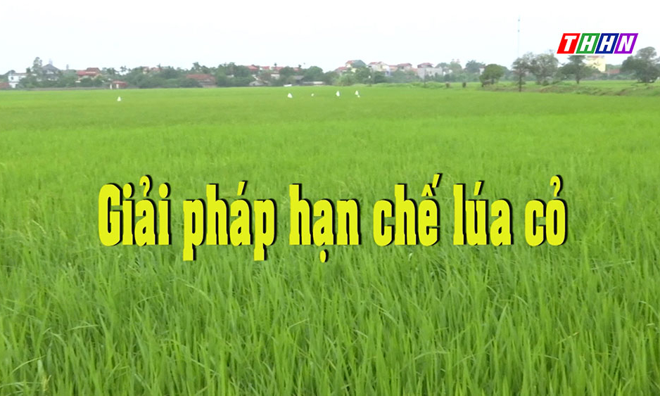 NTM: Giải pháp hạn chế lúa cỏ