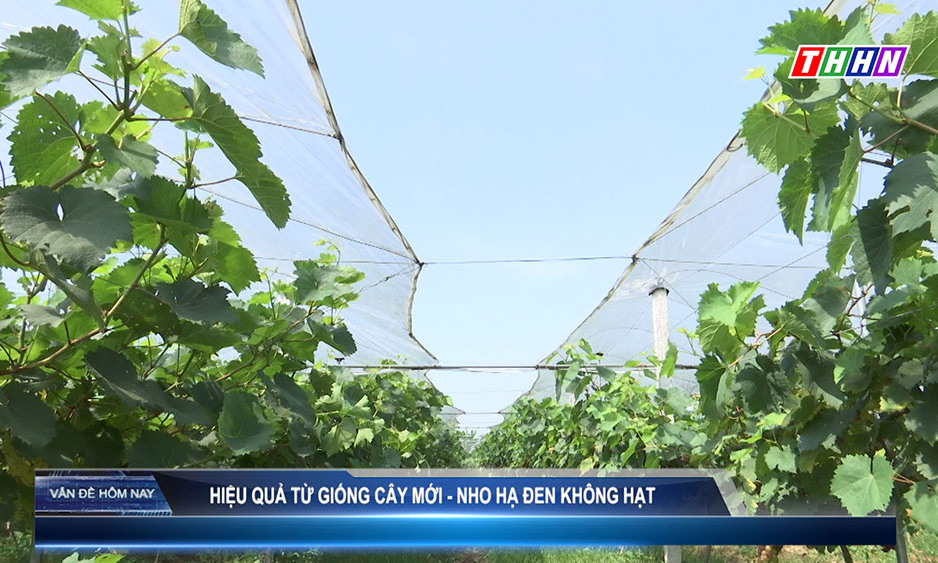 VDHN: Hiệu quả từ giống cây mới - Nho Hạ Đen không hạt