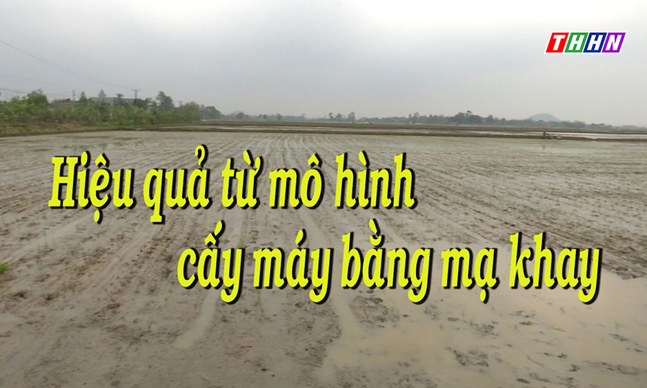 NTM: Hiệu quả từ mô hình cấy máy bằng mạ khay