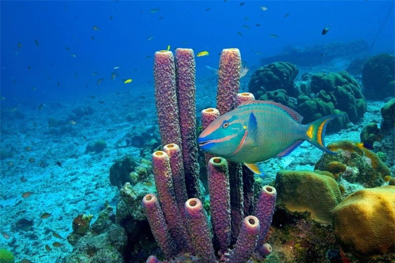 Khám phá 10 rạn san hô nổi tiếng trên thế giới