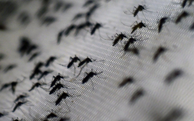 5 Lý do bạn bị muỗi đốt nhiều hơn người khác – IZI HOME