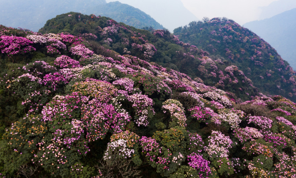 Rừng hoa đỗ quyên khoe sắc trên đỉnh Pu Ta Leng