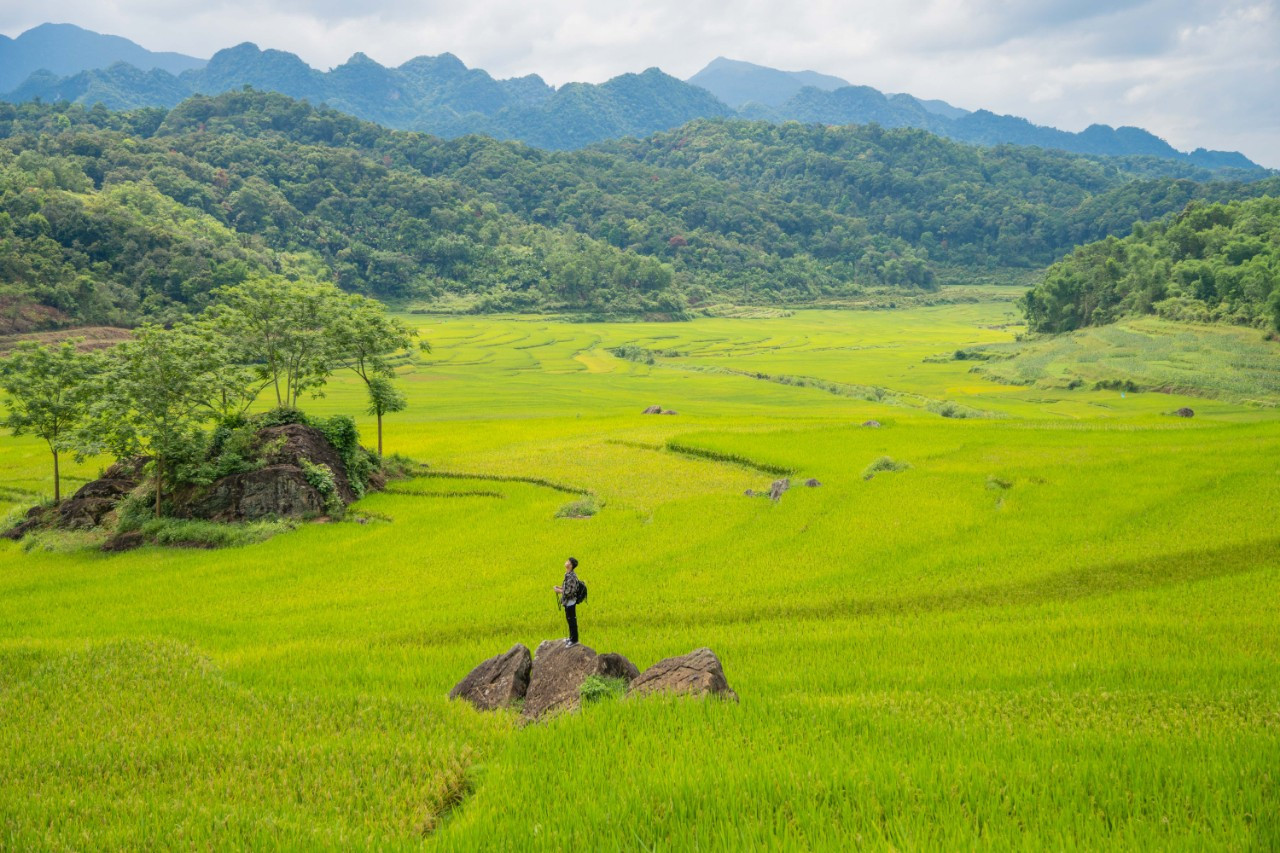 A breathtaking view of Pu Luong's terraced rice fields during harvest season