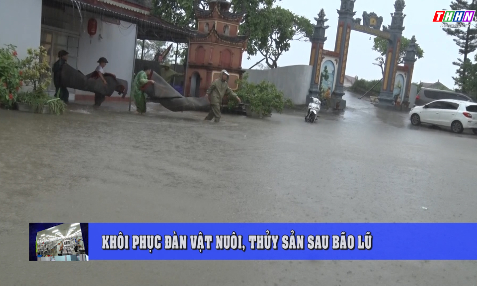 NTM: Khôi phục đàn vật nuôi, thủy sản sau bão lũ