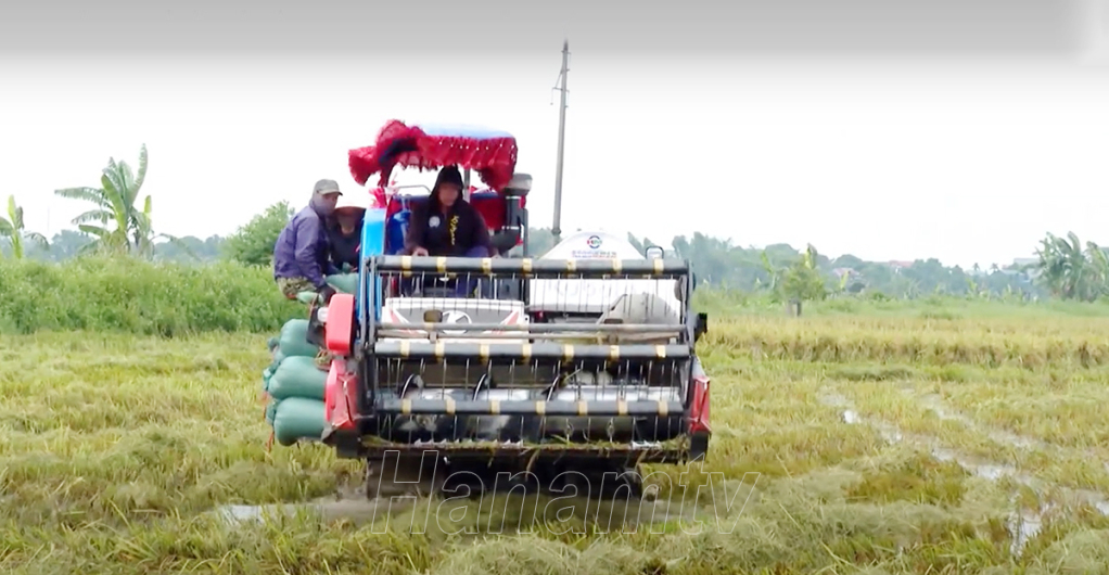 Nông dân huyện Bình Lục khẩn trương thu hoạch lúa mùa bị ngập do mưa lũ.