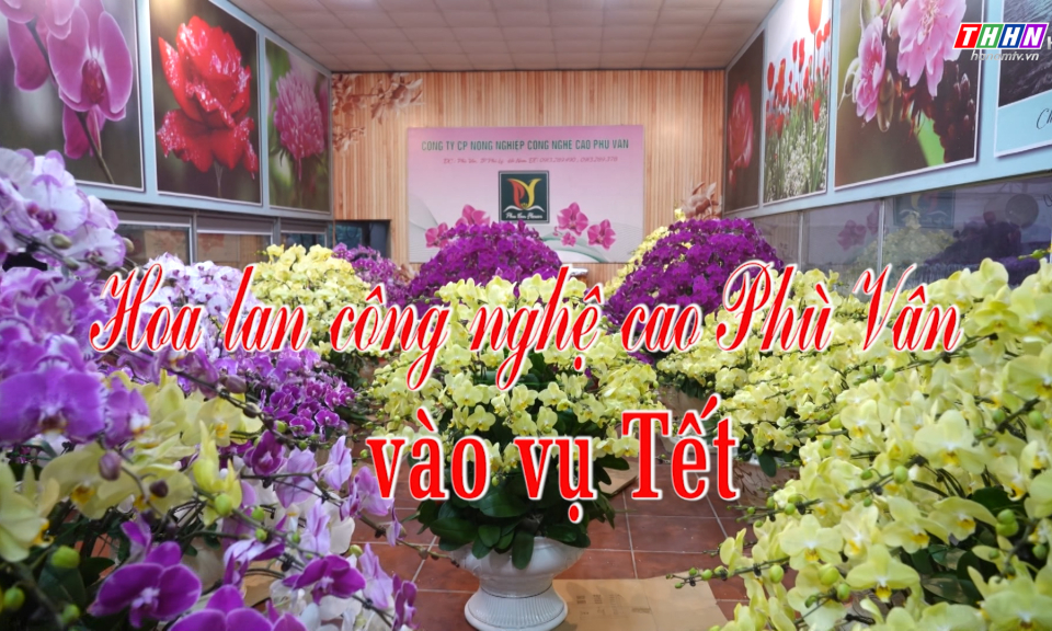 Hà Nam hôm nay: Hoa lan công nghệ cao Phù Vân vào vụ Tết