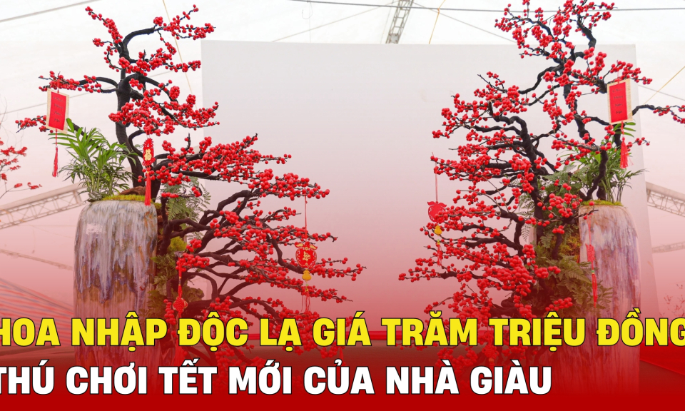 TTXH: Hoa nhập độc lạ giá trăm triệu đồng, thú chơi Tết mới của nhà giàu
