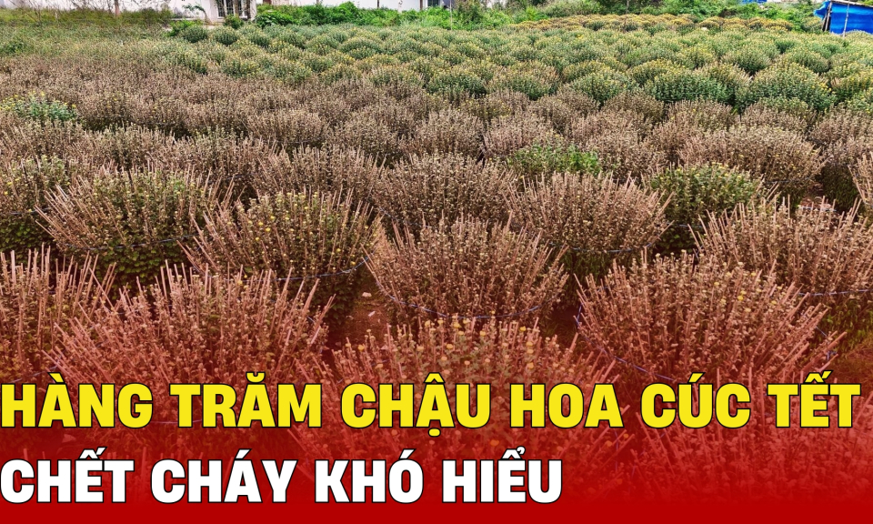 TTXH: Hàng trăm chậu hoa cúc Tết chết cháy khó hiểu
