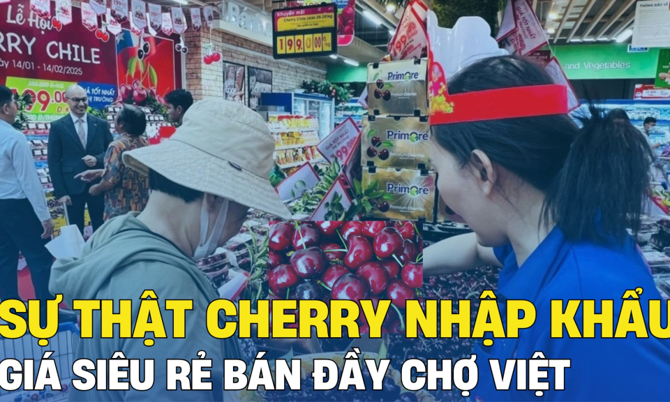 TTXH: Sự thật cherry nhập khẩu giá siêu rẻ bán đầy chợ Việt