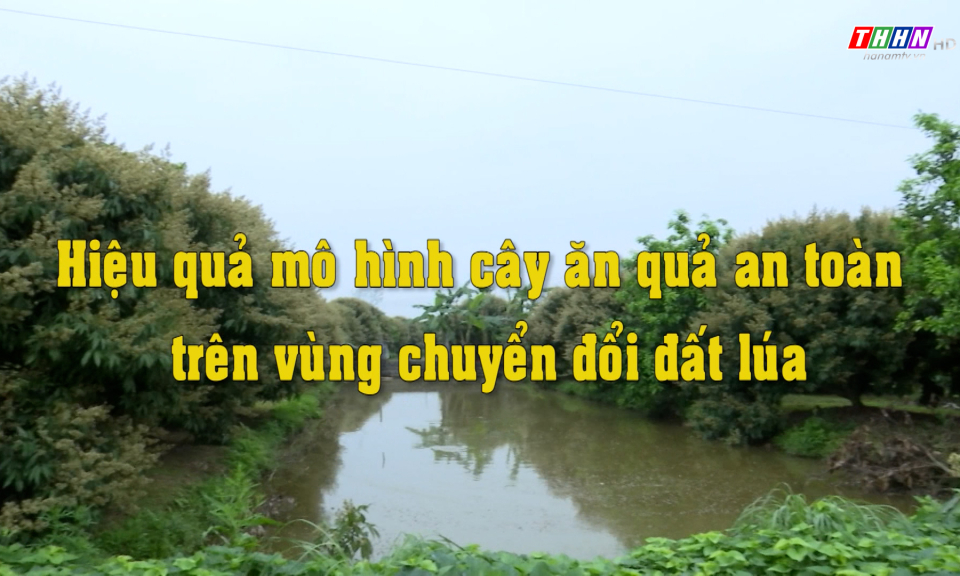 NTM: Hiệu quả mô hình cây ăn quả an toàn trên vùng đất chuyển đổi đất lúa