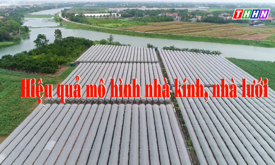 NTM: Hiệu quả mô hình nhà kính, nhà lưới