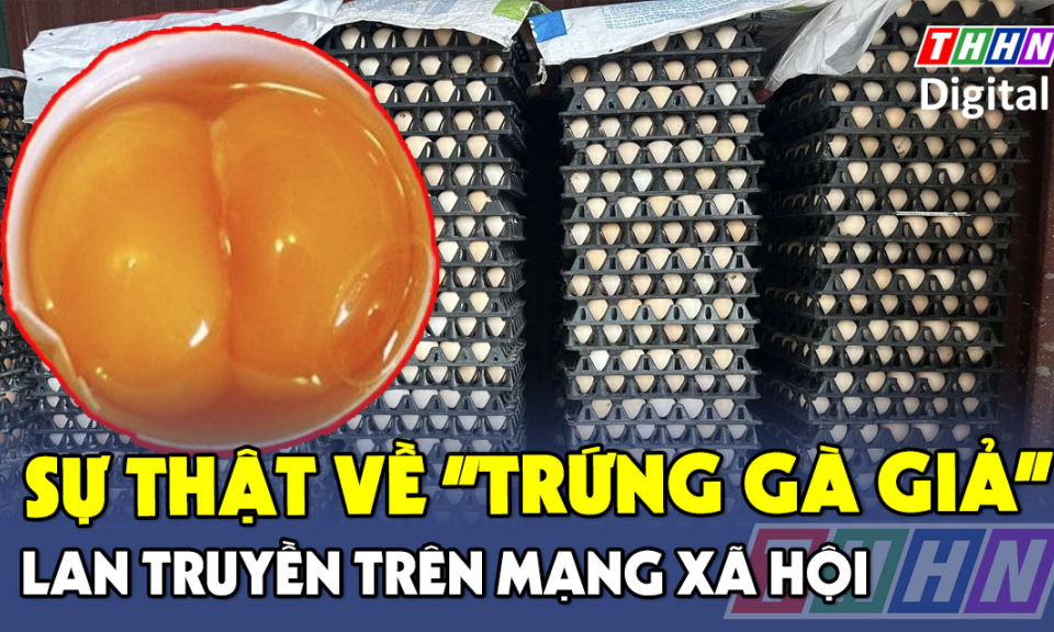 TTXH: Sự thật về "trứng gà giả" lan truyền trên mạng xã hội khiến người chăn nuôi thua lỗ