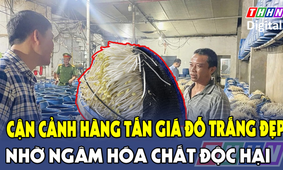 TTXH: Cận cảnh hàng tấn giá đỗ trắng đẹp nhờ ngâm hóa chất độc hại 