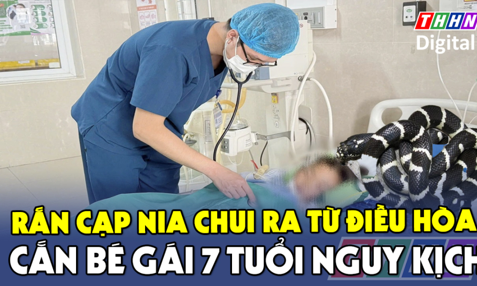 TTXH: Rắn cạp nia chui ra từ điều hòa cắn bé gái 7 tuổi nguy kịch 