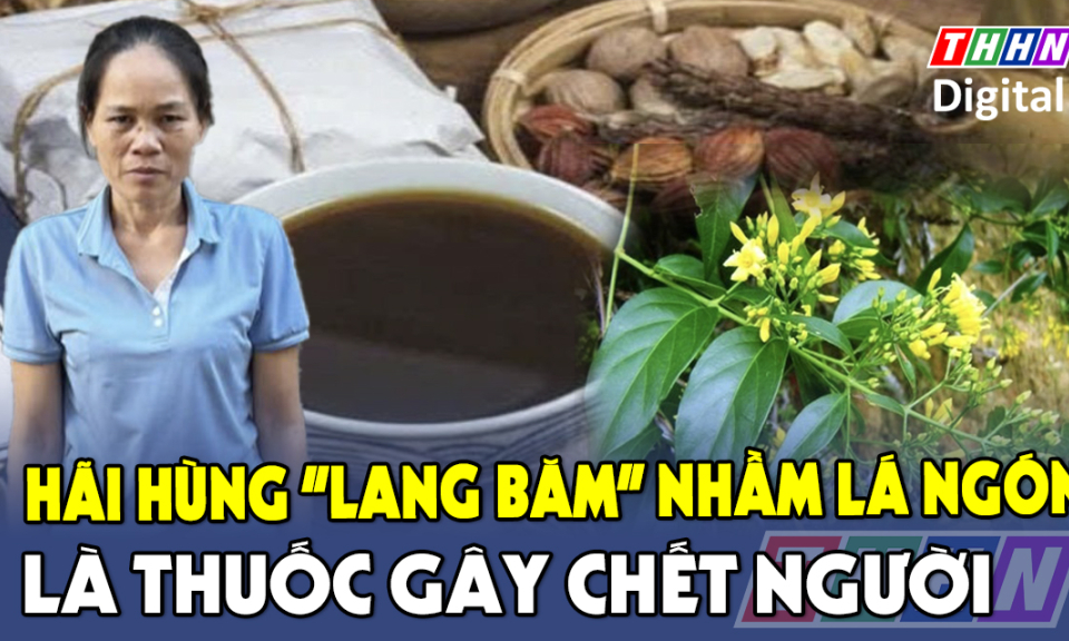 TTXH: Hãi hùng "lang băm" nhầm lá ngón là thuốc gây chết người 